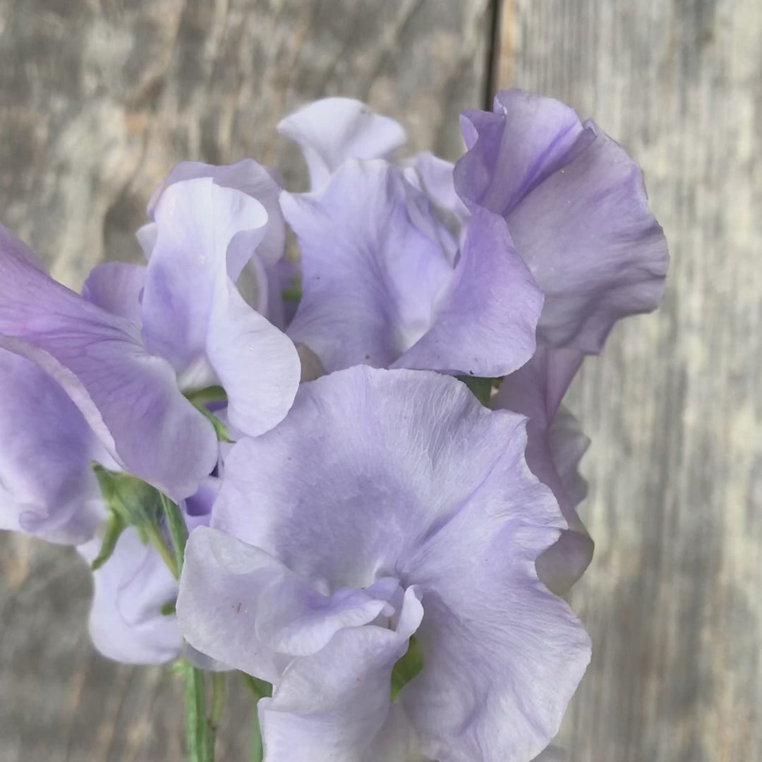 Video of Blue Bristol Sweet Pea Flowers