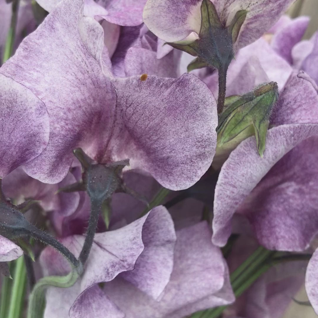 David Tostevin sweet pea flower video