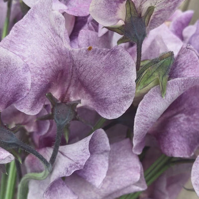 David Tostevin sweet pea flower video