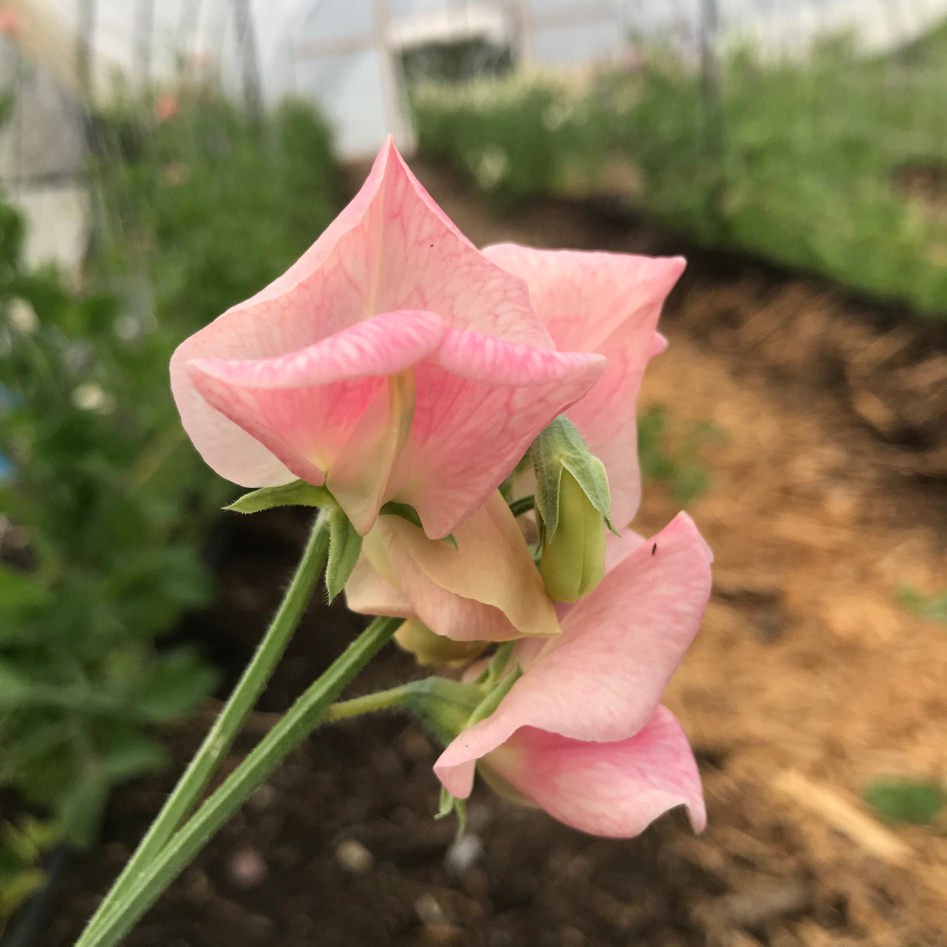 Blush pink Rosay sweet pea flowers in full bloom with delicate petals and a fragrant, heady scent, showcasing elegant grandiflora blooms.