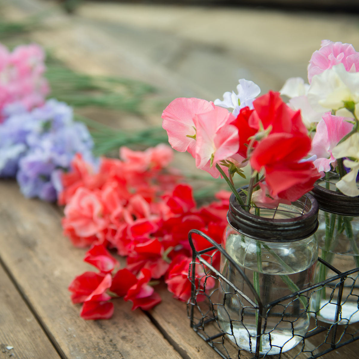 Artistic display of sweet pea cut flowers in assorted colors from the 2018 Sweet Pea Gardens season – early years of heirloom seed growing.