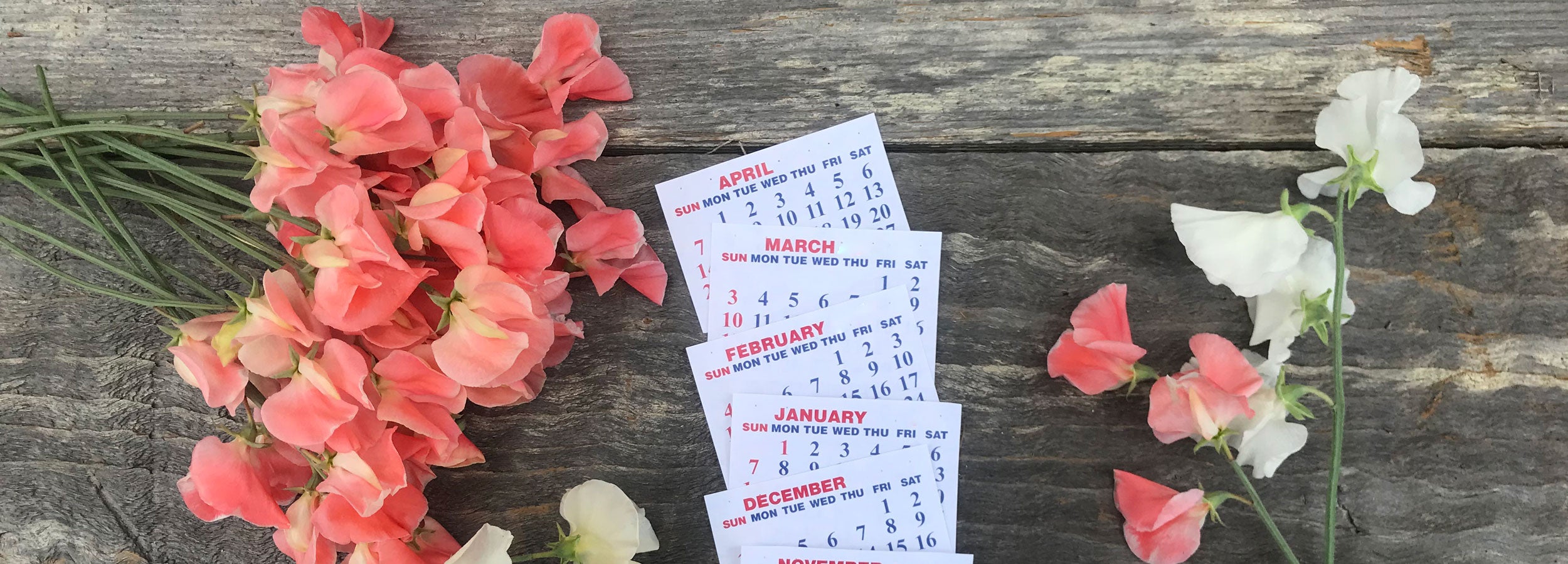 Sweet pea cut flowers displayed beside planting calendars – visual for When to Plant Sweet Pea Seeds guide from Sweet Pea Gardens.