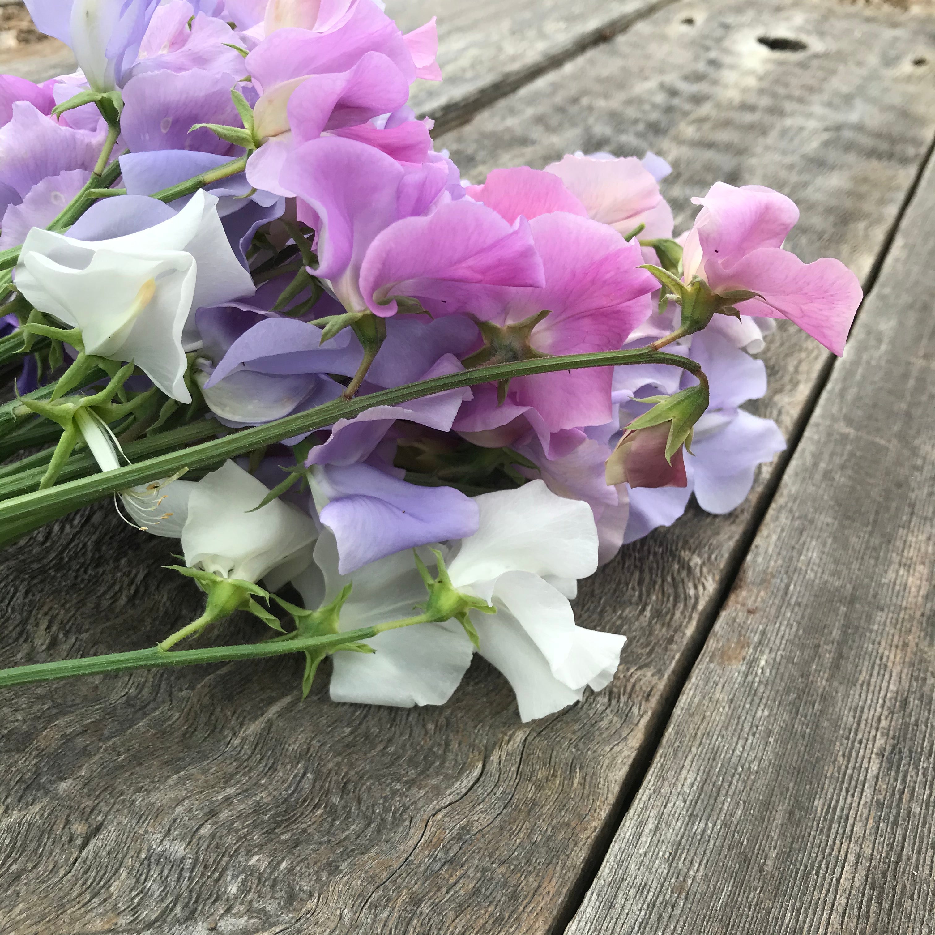 Close-up of mixed pastel sweet pea blooms growing on the vine, featuring delicate petals in a range of soft, harmonious colors.