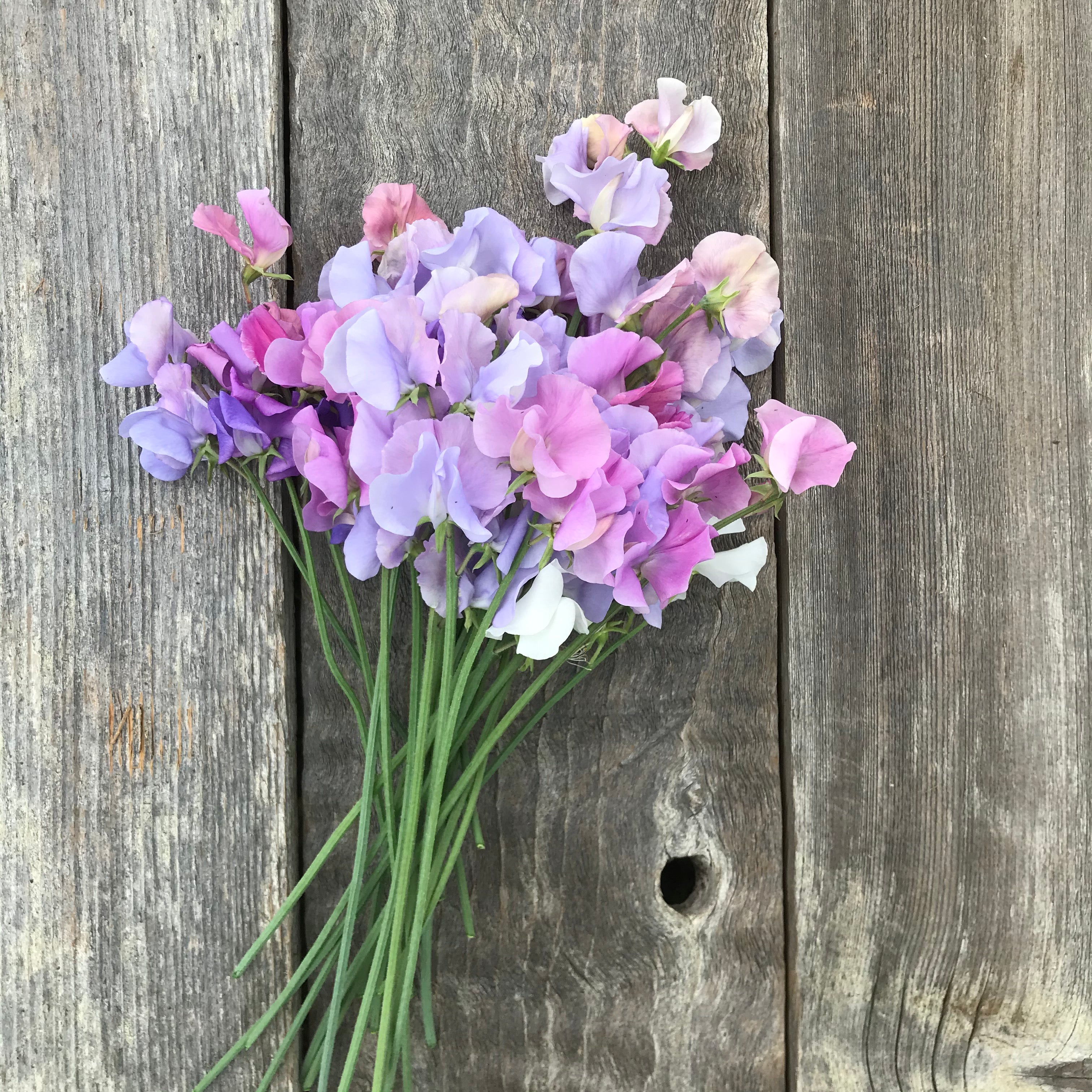 A hand-tied bouquet of pastel sweet peas in soft pink, white, lavender, and apricot tones, showcasing the mix’s romantic color palette.
