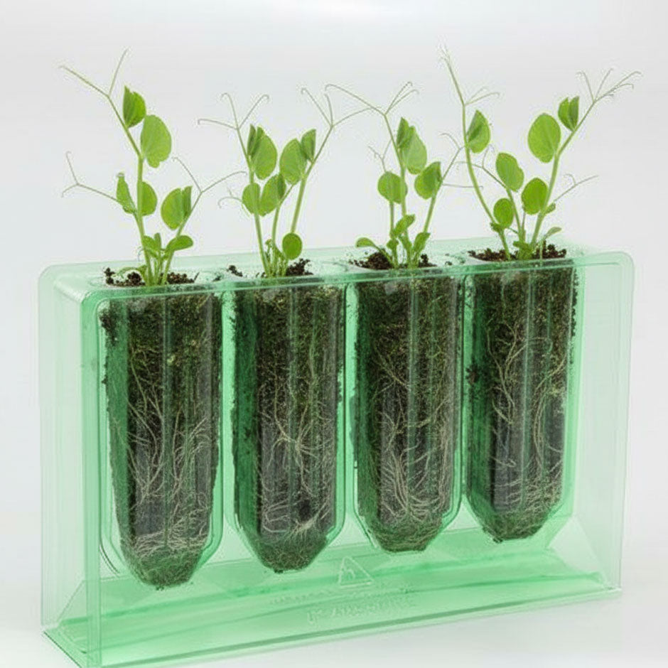 Turquoise Lagoon Sweet Pea Plant Starts (4-Pack, Pre-Order)