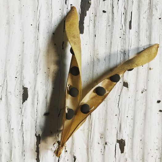 Close-up of a ripe sweet pea seed pod with seeds visible inside – ready for harvest and seed saving at Sweet Pea Gardens.