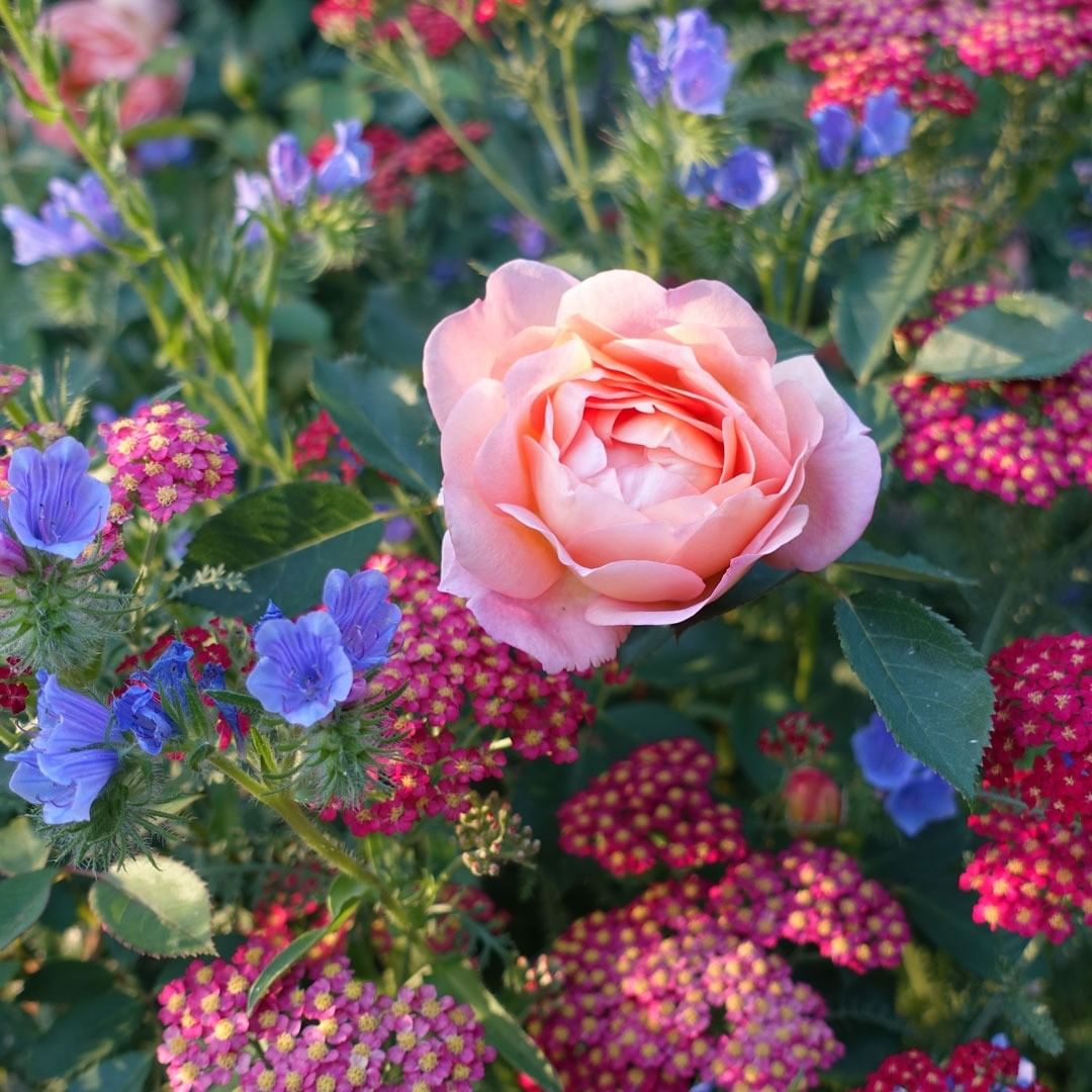 Gardening Consultation: Roses and other ornamental flowers
