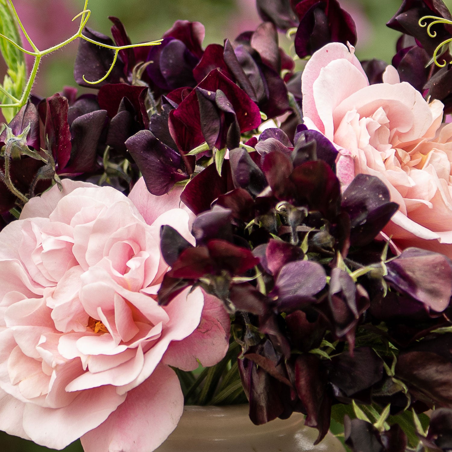 Almost Black Sweet Pea with Distant Drums Roses