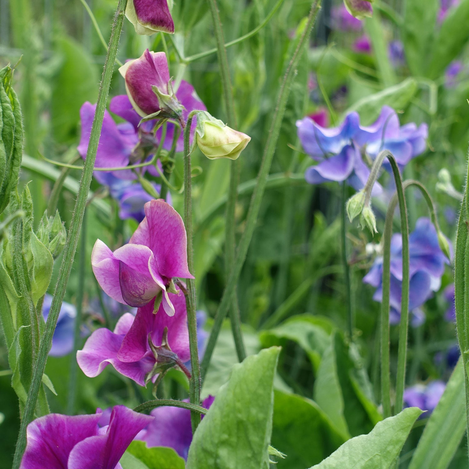 Blue Shift Sweet Pea Flowers Growing on the Vine