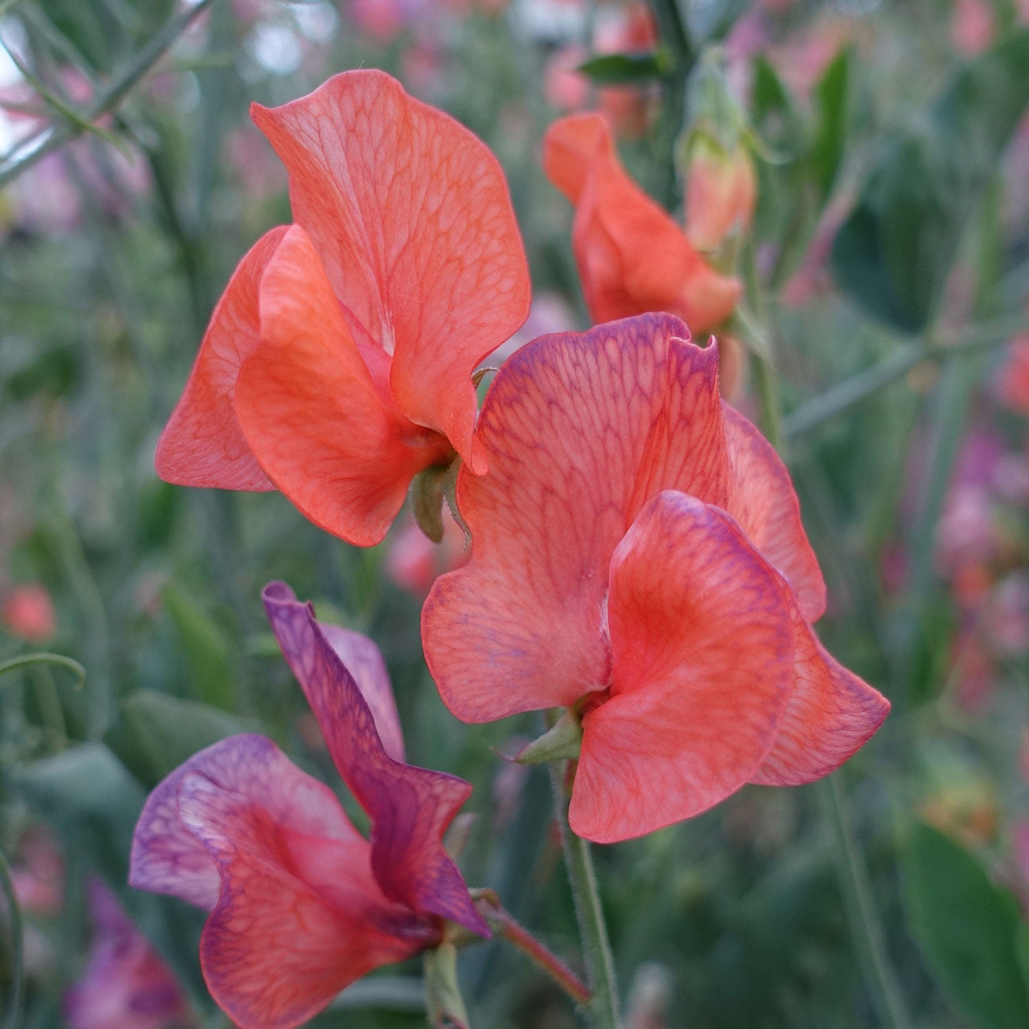 Blue Vein Sweet Pea Close Up