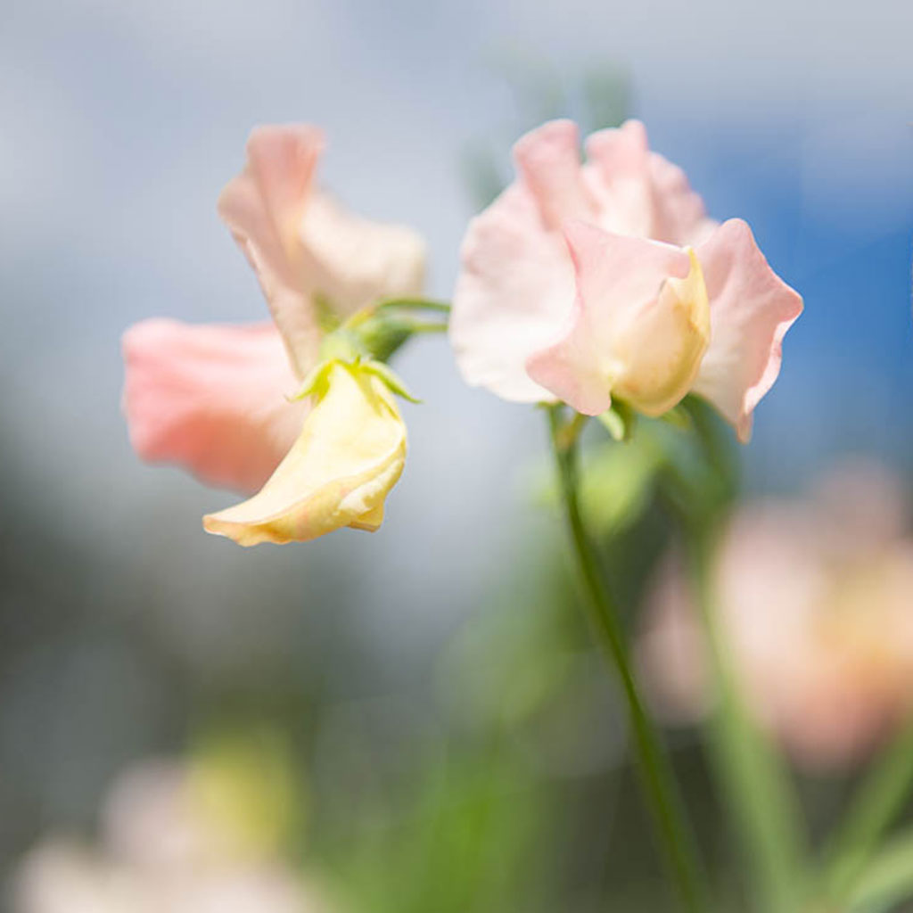 Castlewellan Sweet Pea Flowers