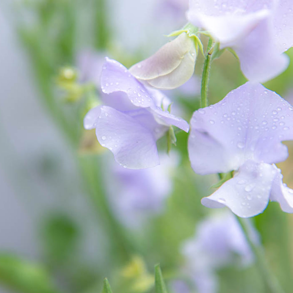 Chelsea Centenary Sweet Pea Flowers