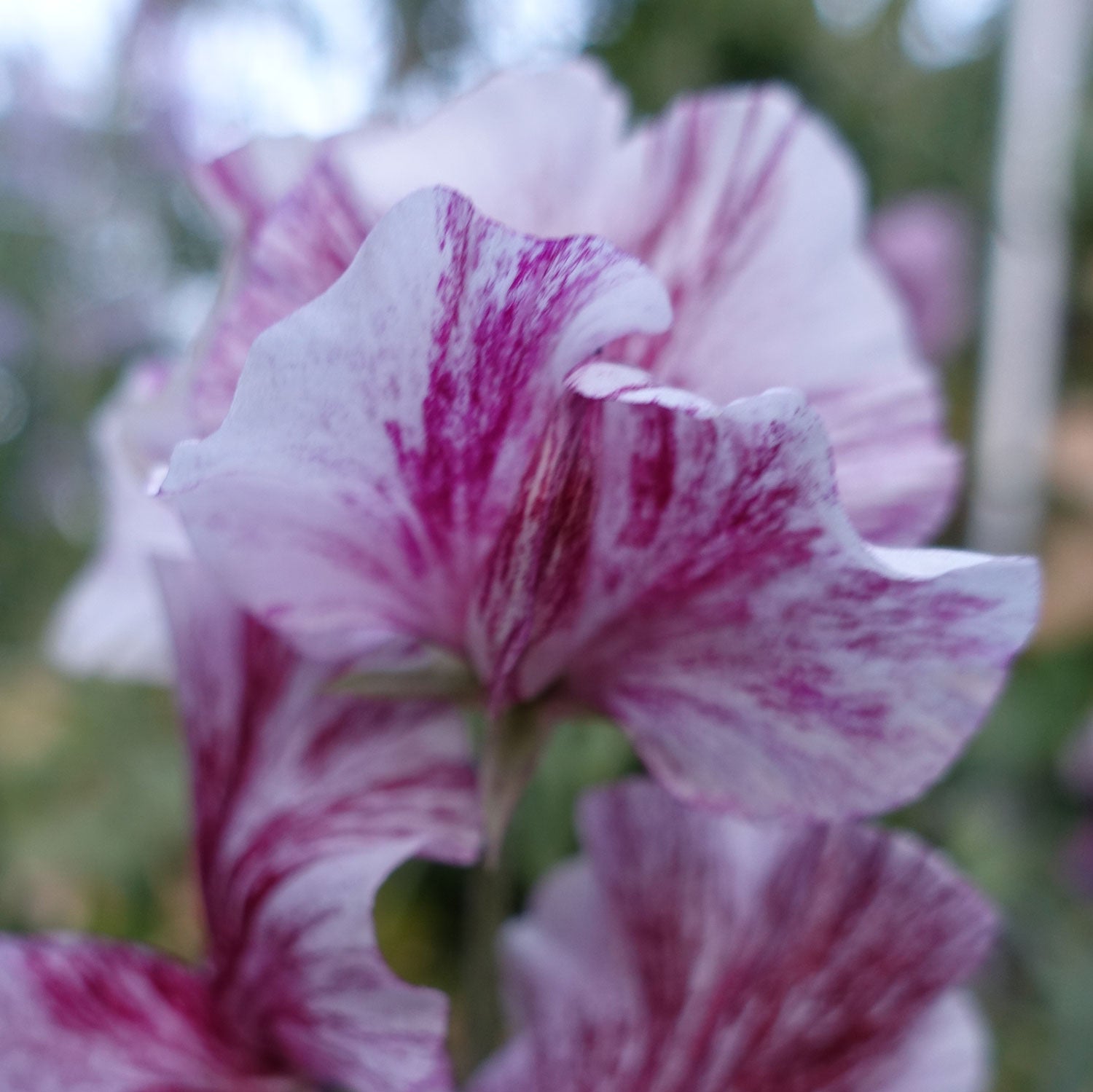 Close up of Chocolate Sweet Pea Flowers