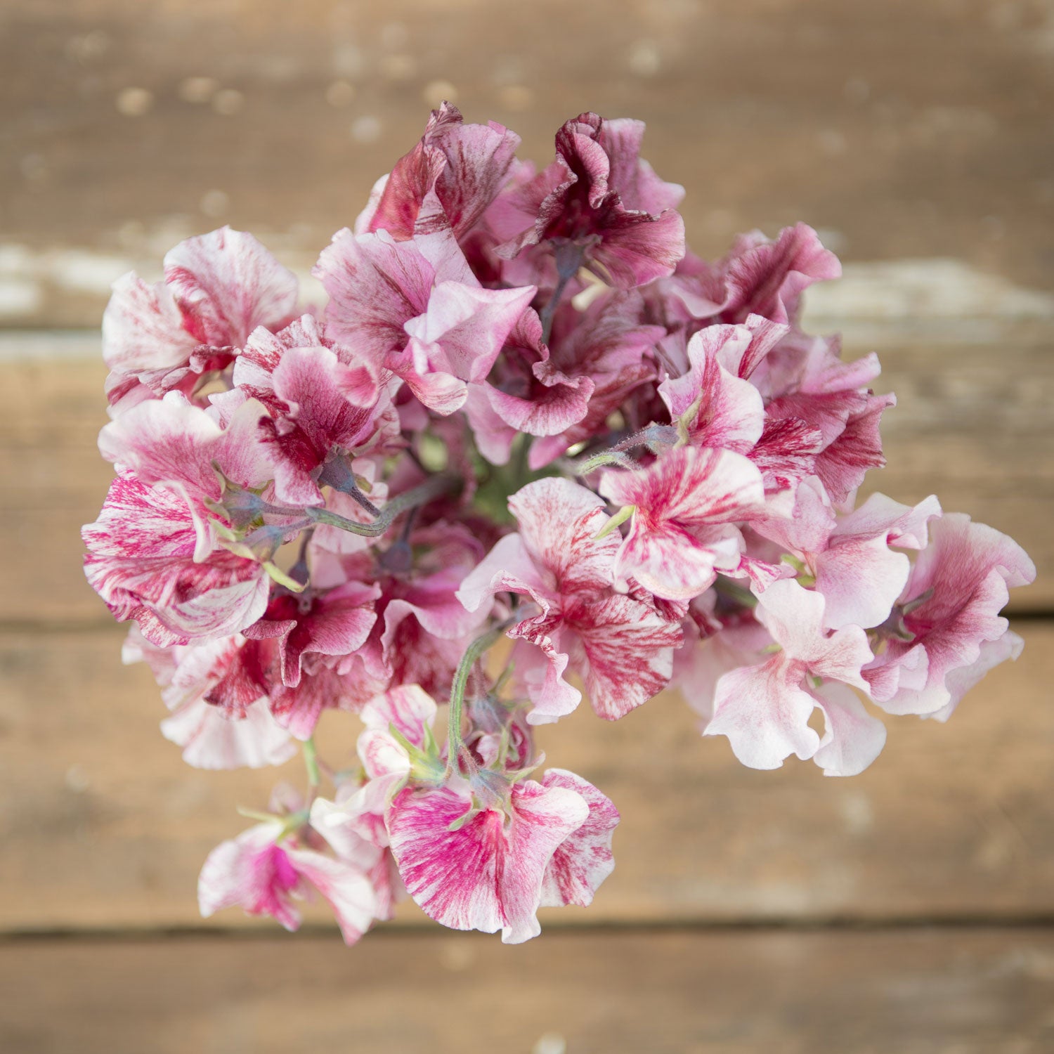 Chocolate Sweet Pea Flowers in a Vase