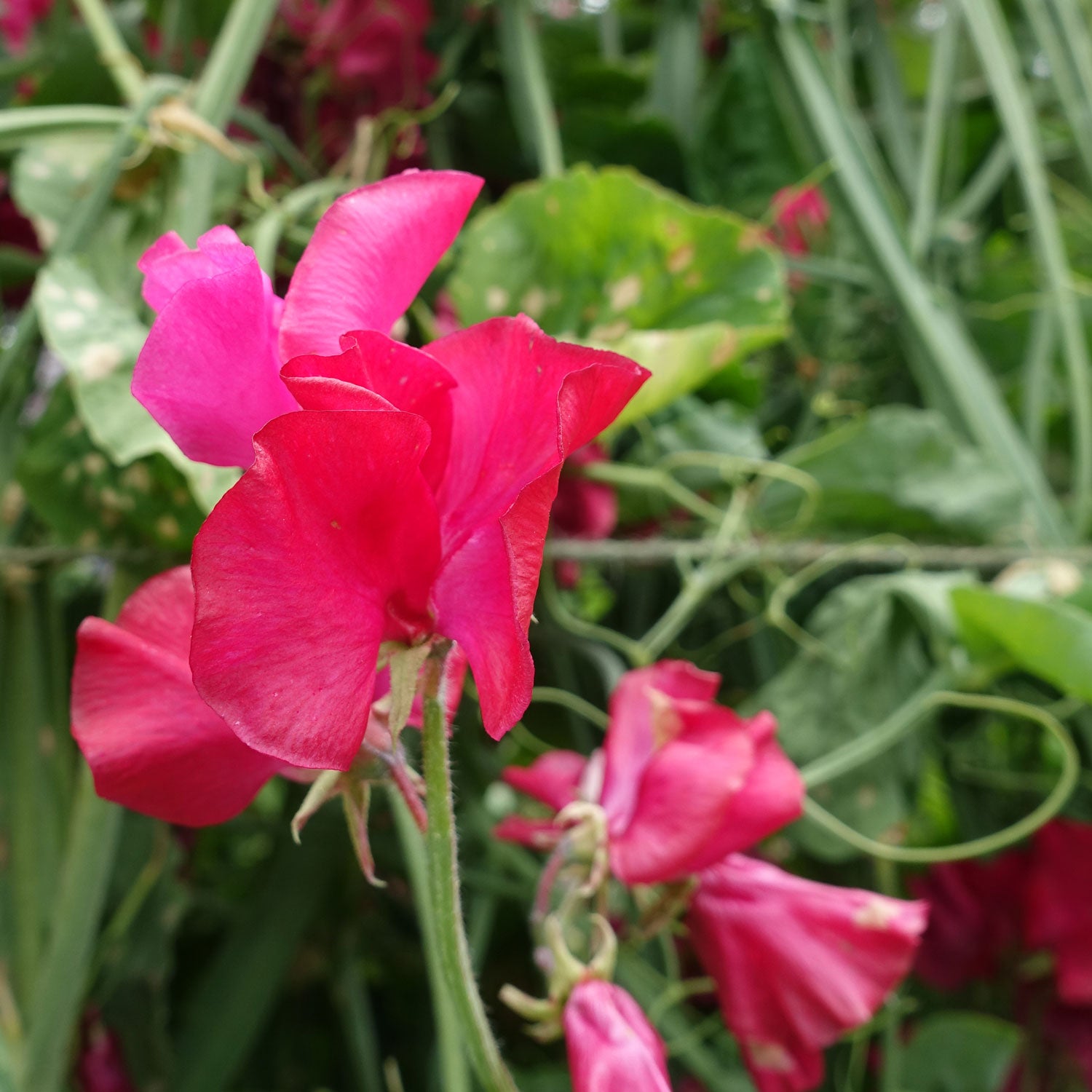 Dynasty Sweet Pea Flowers