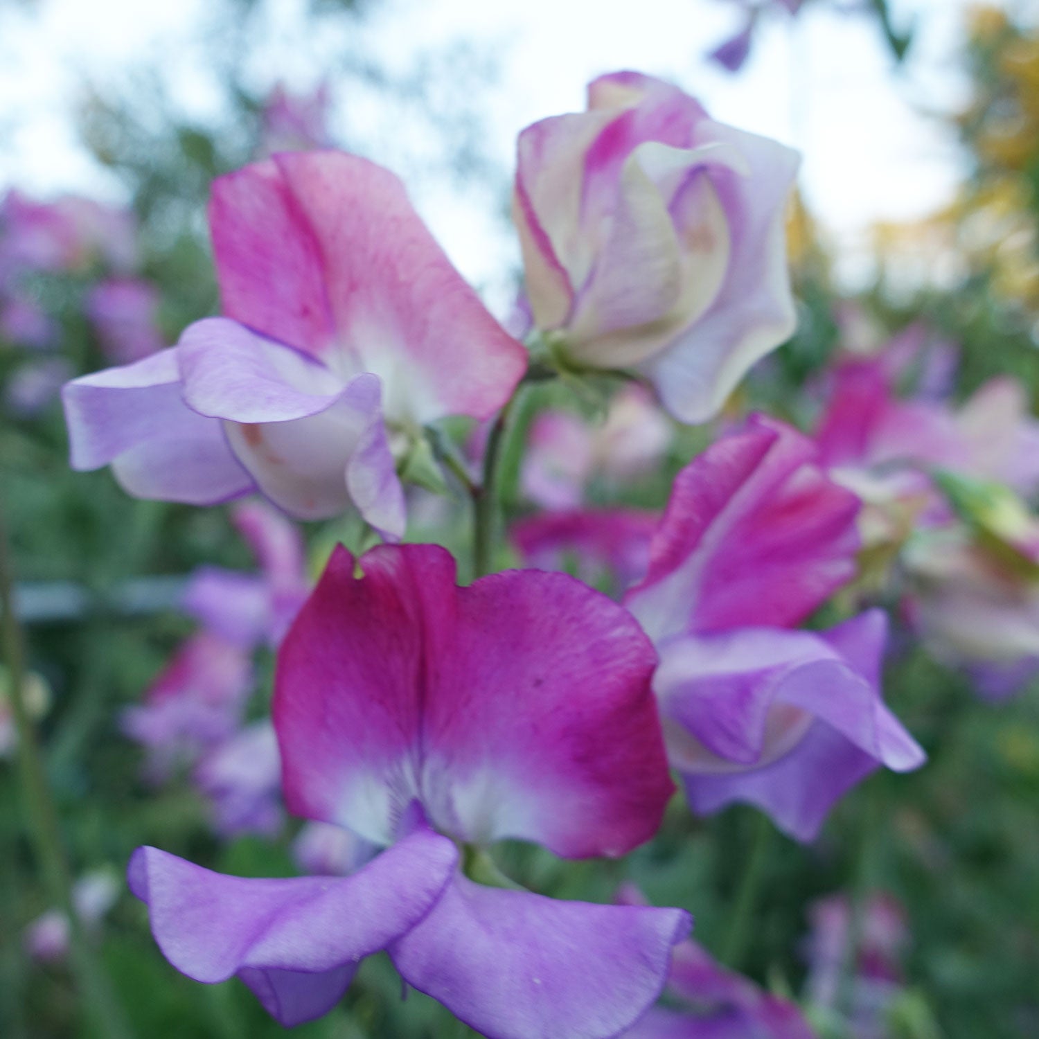 Enchante Sweet Pea Flowers Grown from Sweet Pea Seed