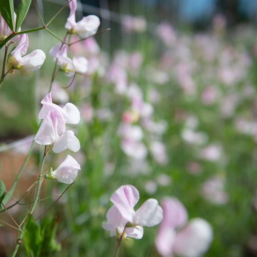 Enigma Sweet Pea Flowers