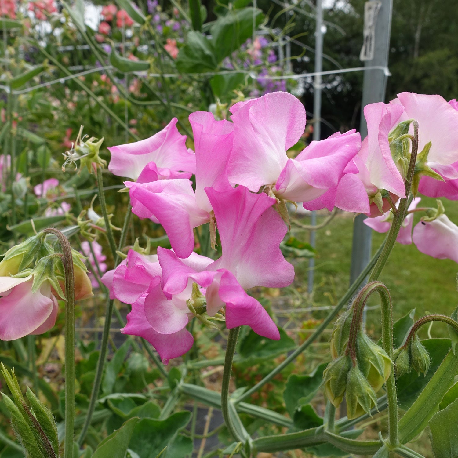 Gwendoline Sweet Pea Flowers Growing on the Vine