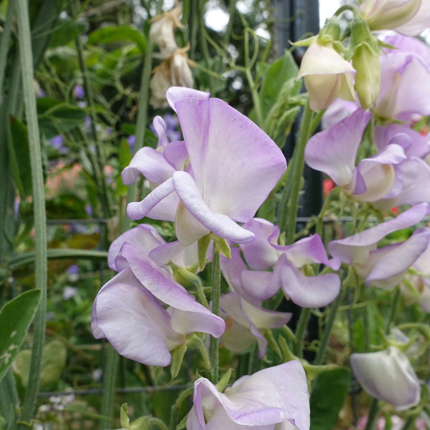 Sweet Pea High Scent Seeds