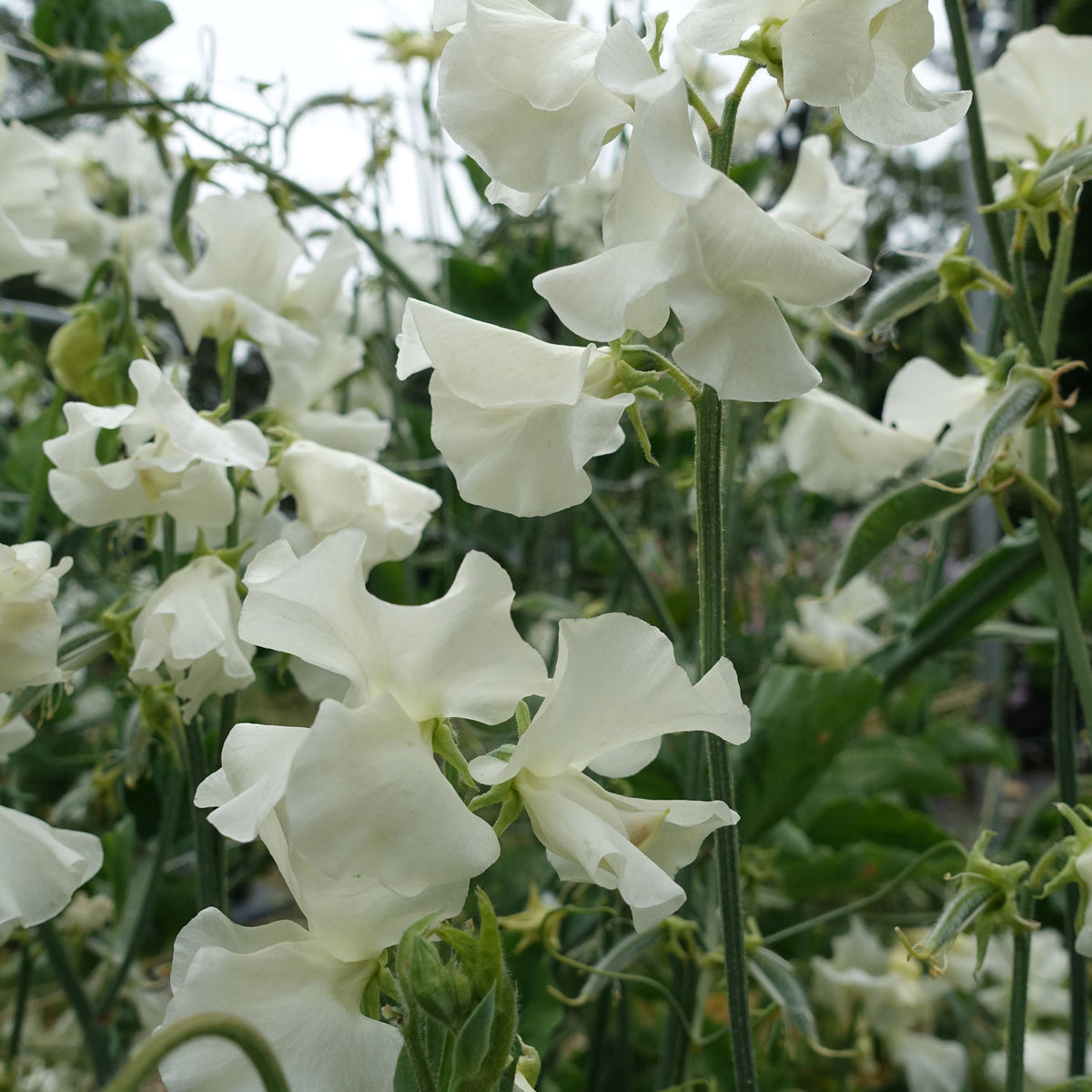 Jilli Tree Sweet Pea Jilly Seeds