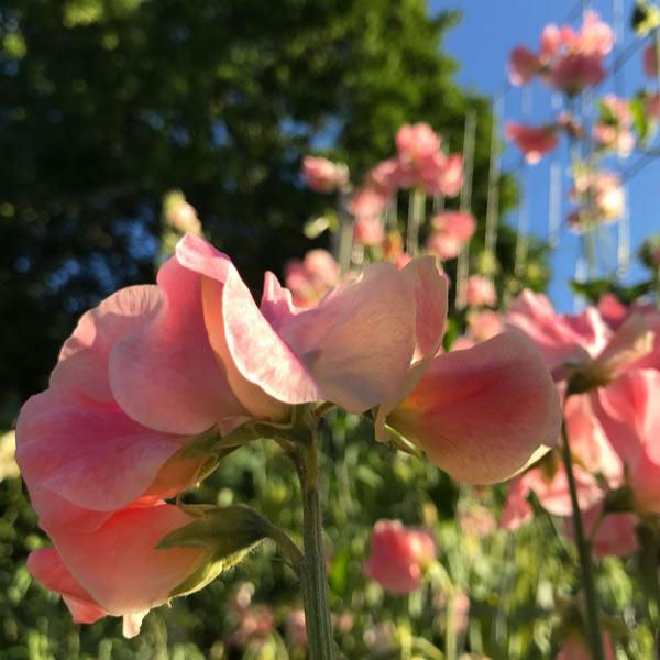 Just Janet Sweet Pea Flowers