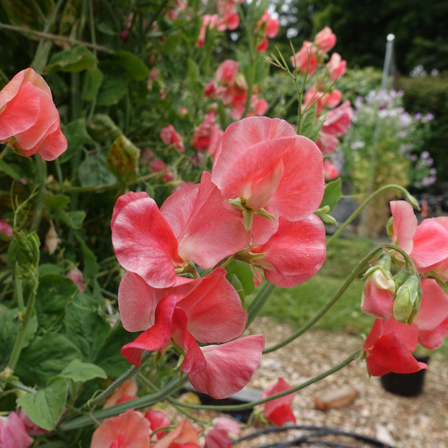 Maloy Sweet Pea Growing on the Vine