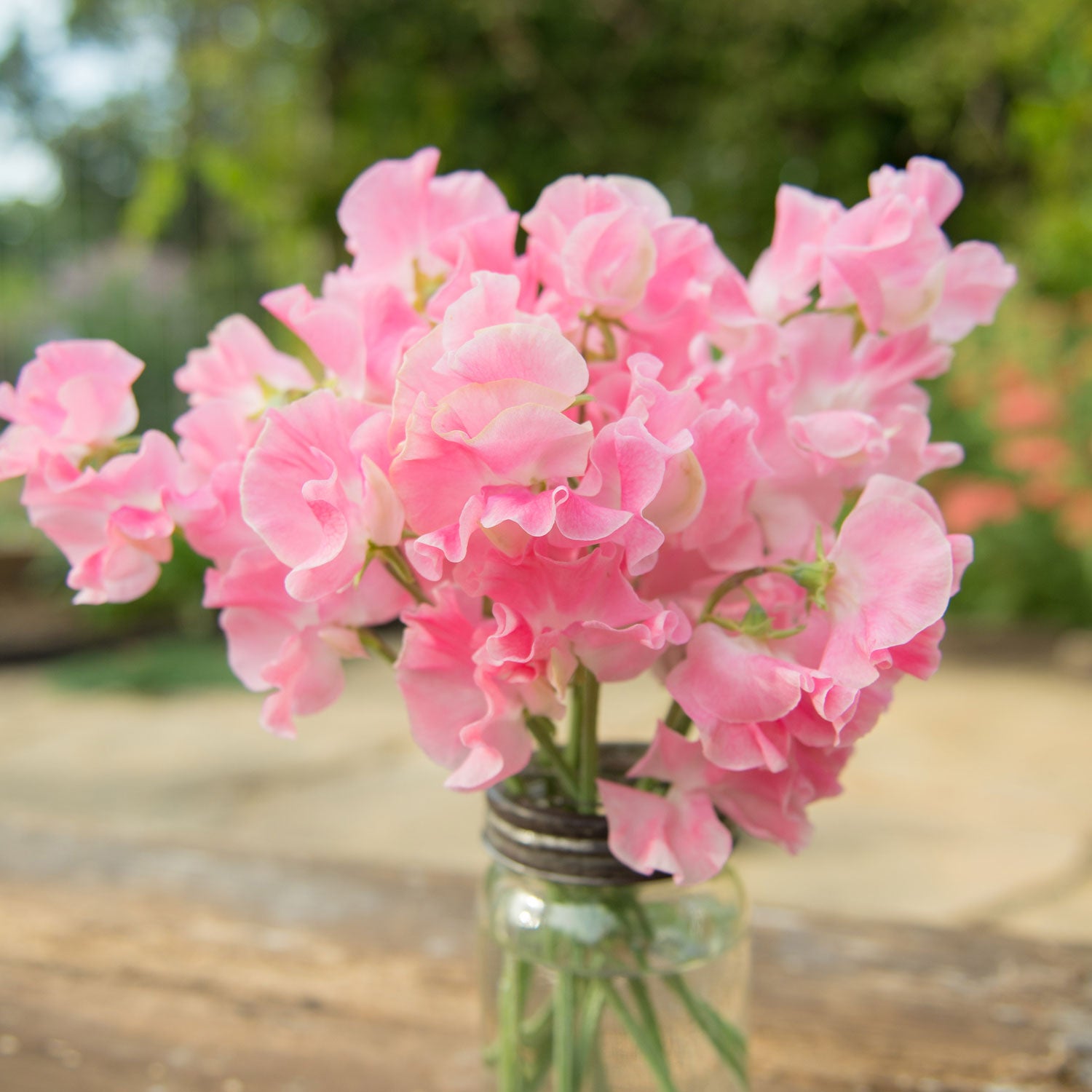 Mrs Bernard Jones Sweet Peas in a Vase