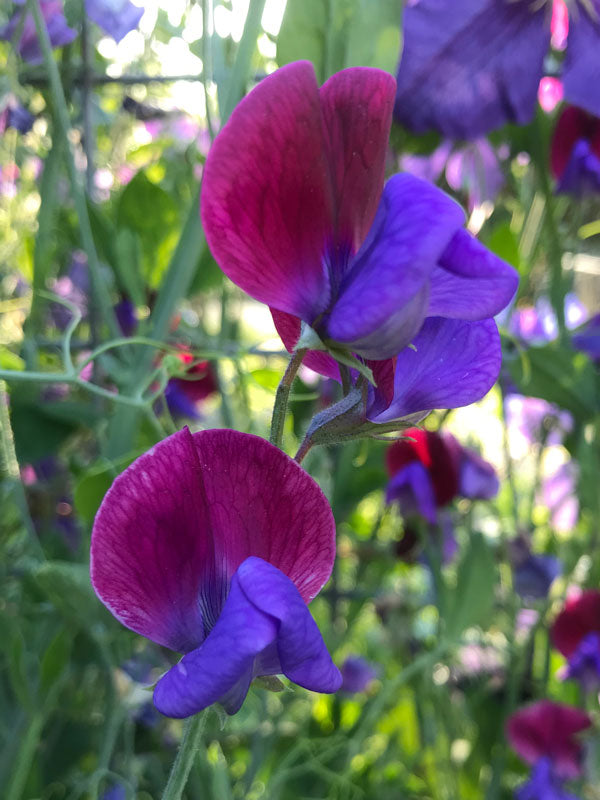 Original Sweet Pea Flowers