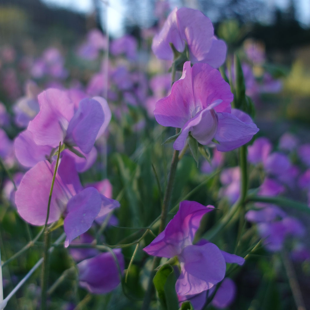 Oyama Bicolor Sweet Pea Flowers