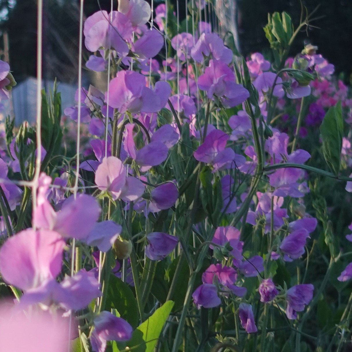Sweet Pea Oyama Bicolor