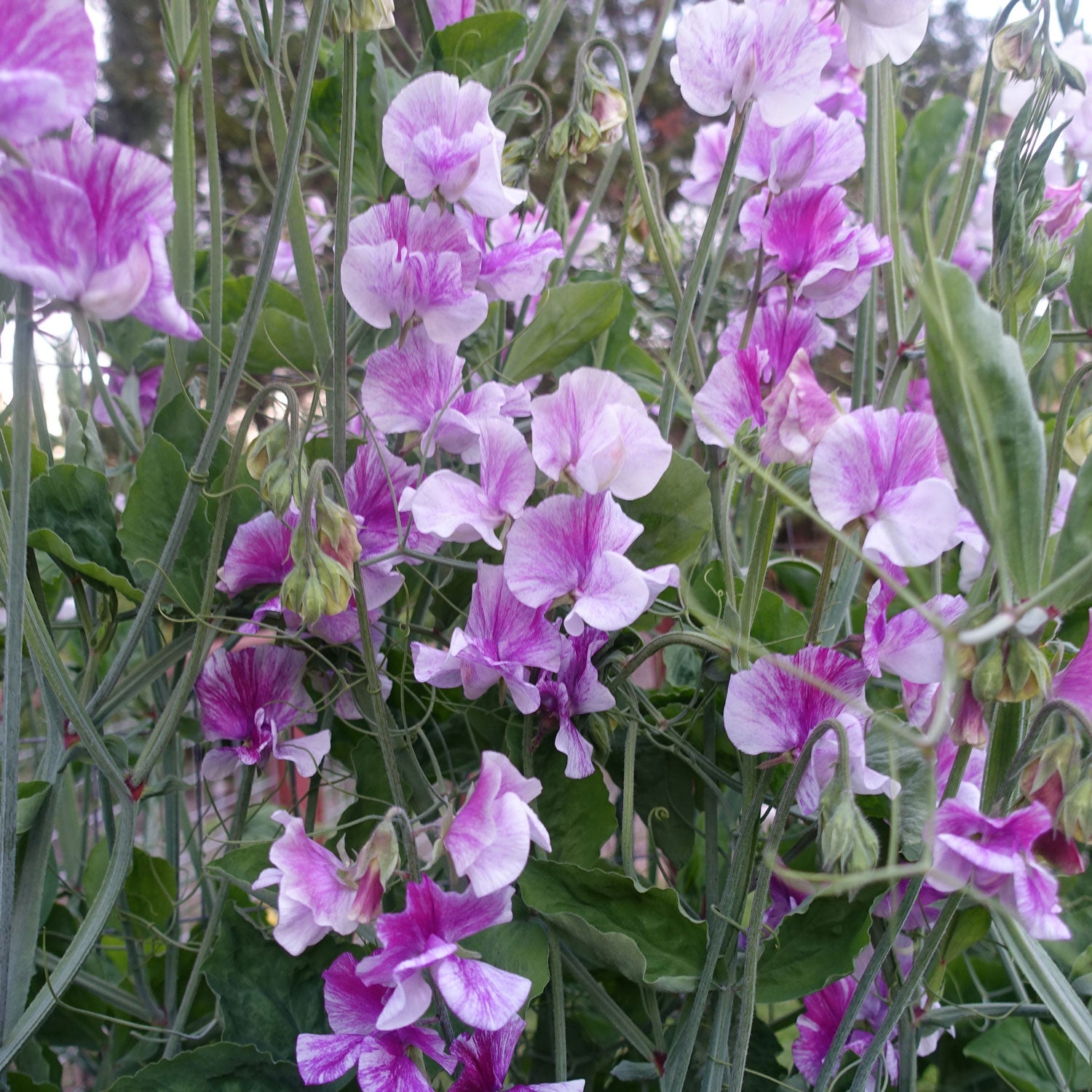 Pandemonium Sweet Peas Growing on the Vine