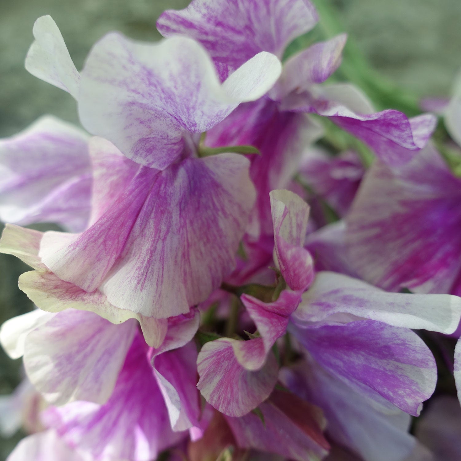 Close Up of Pandemonium Sweet Pea