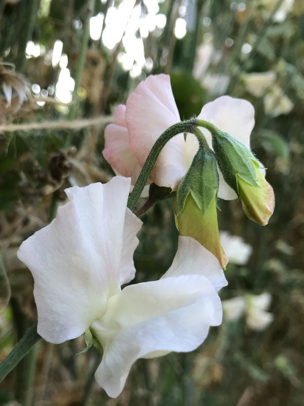 Piggy Sue Sweet Pea Flower