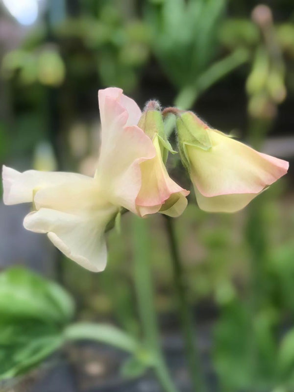 Piggy Sue Sweet Pea Flower