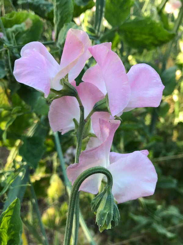 Sweet Pea Pink Pearl