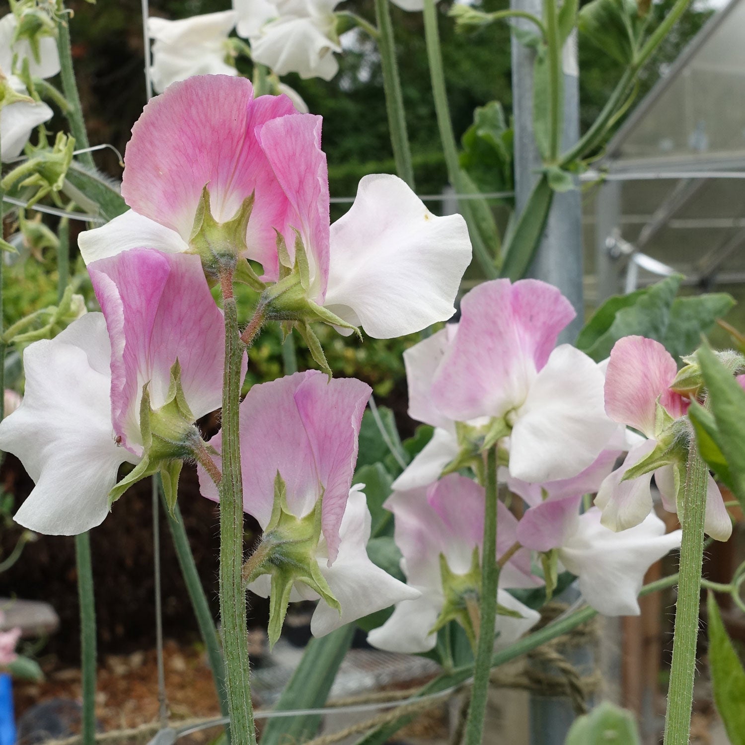 Promise Sweet Pea Flowers in Bloom