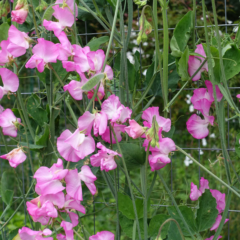 Sweet Pea Solstice Rose Pink Flowers Growing on the Vine