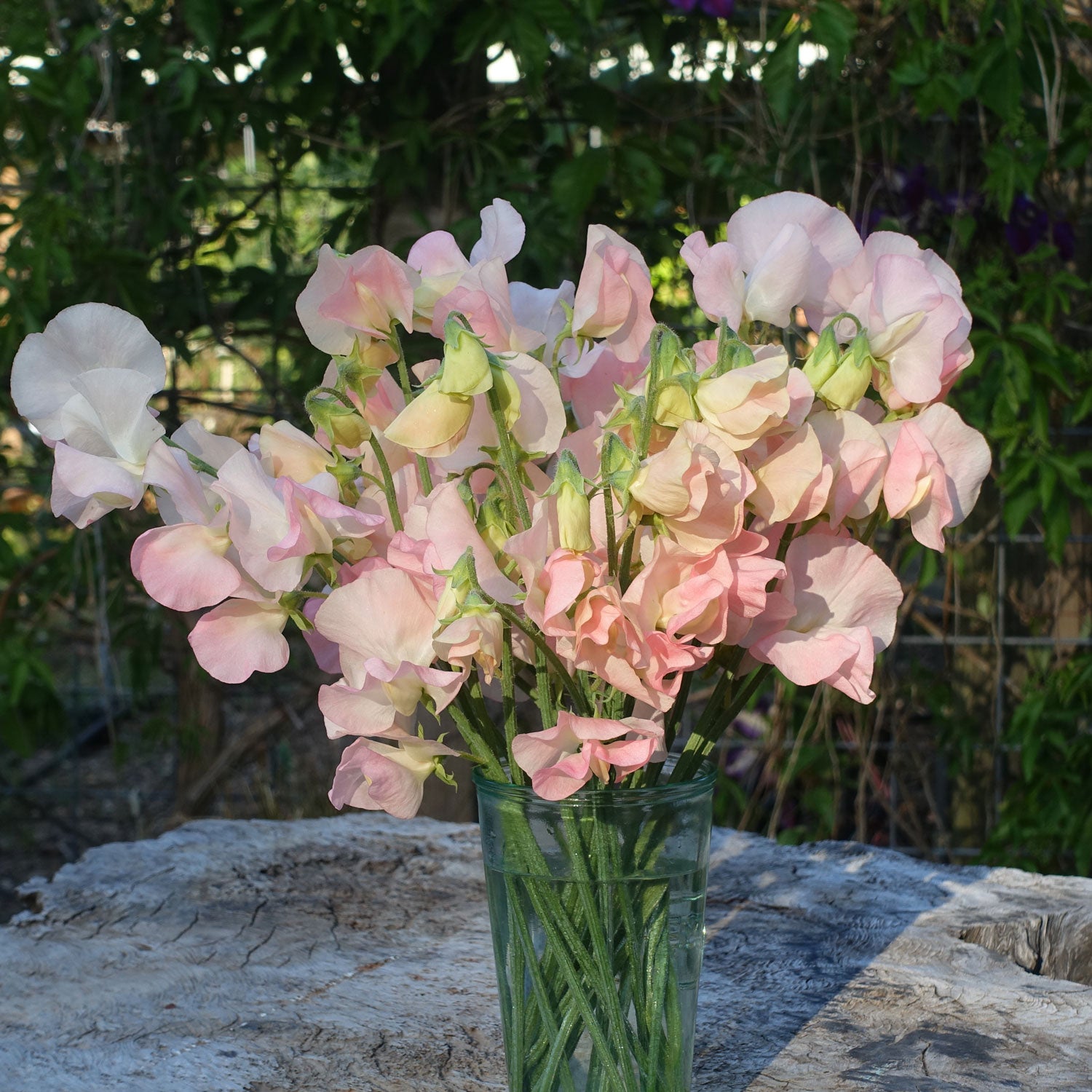 Spring Sunshine Champagne Flowers in a Vase