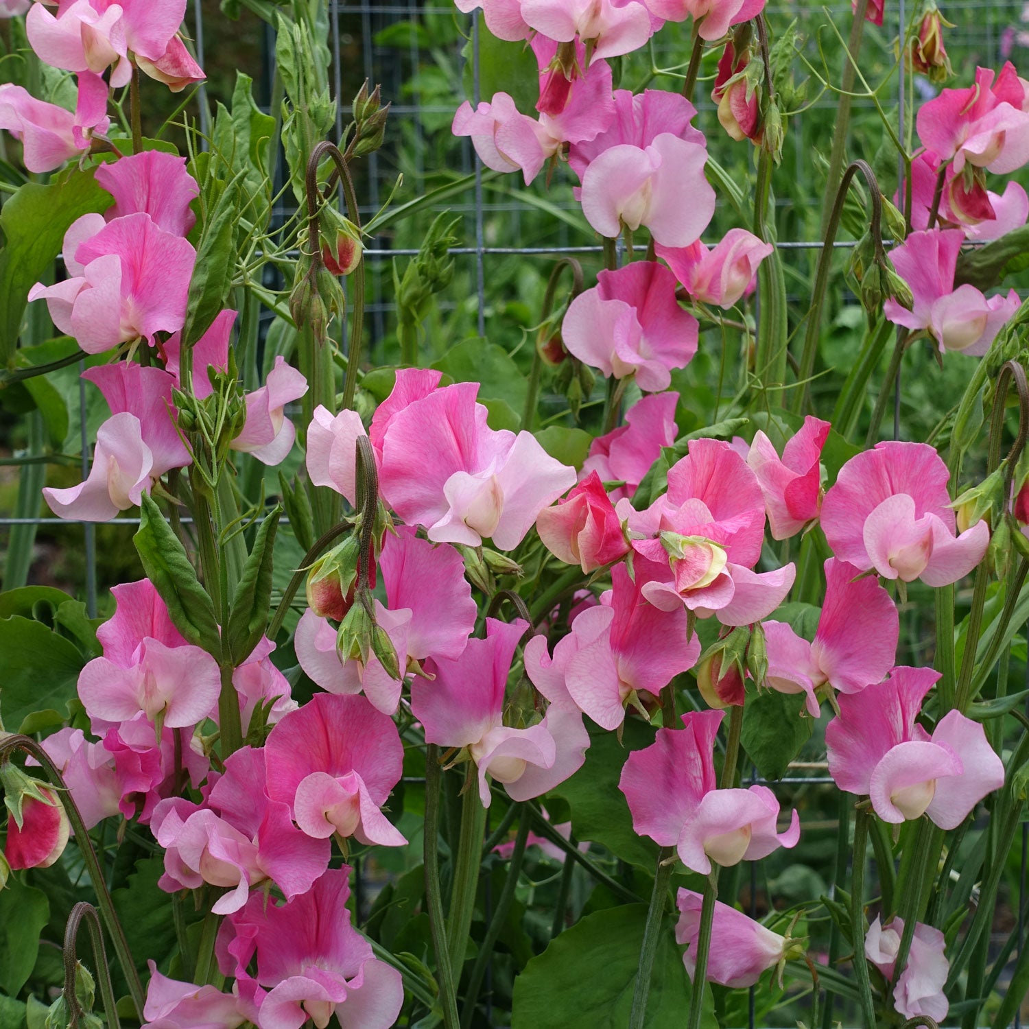 Sweet Pea Strawberry Fields Growing on the Vine