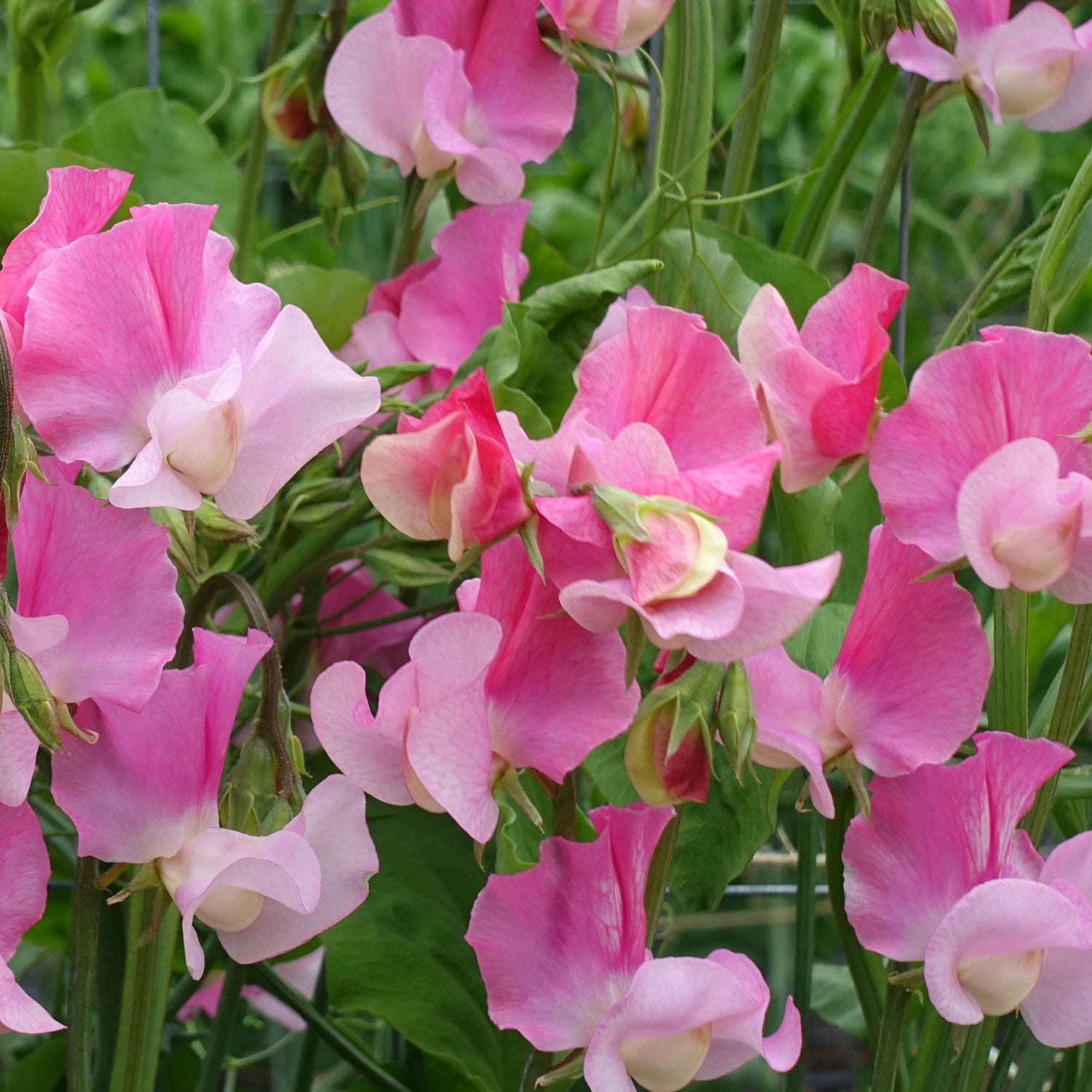 Sweet Pea Strawberry Fields Growing in Profusion