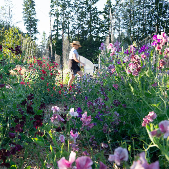 Tour of Sweet Pea Gardens & Homestead