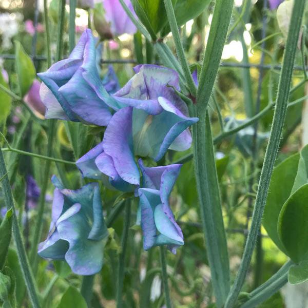 Turquoise Lagoon Sweet Pea