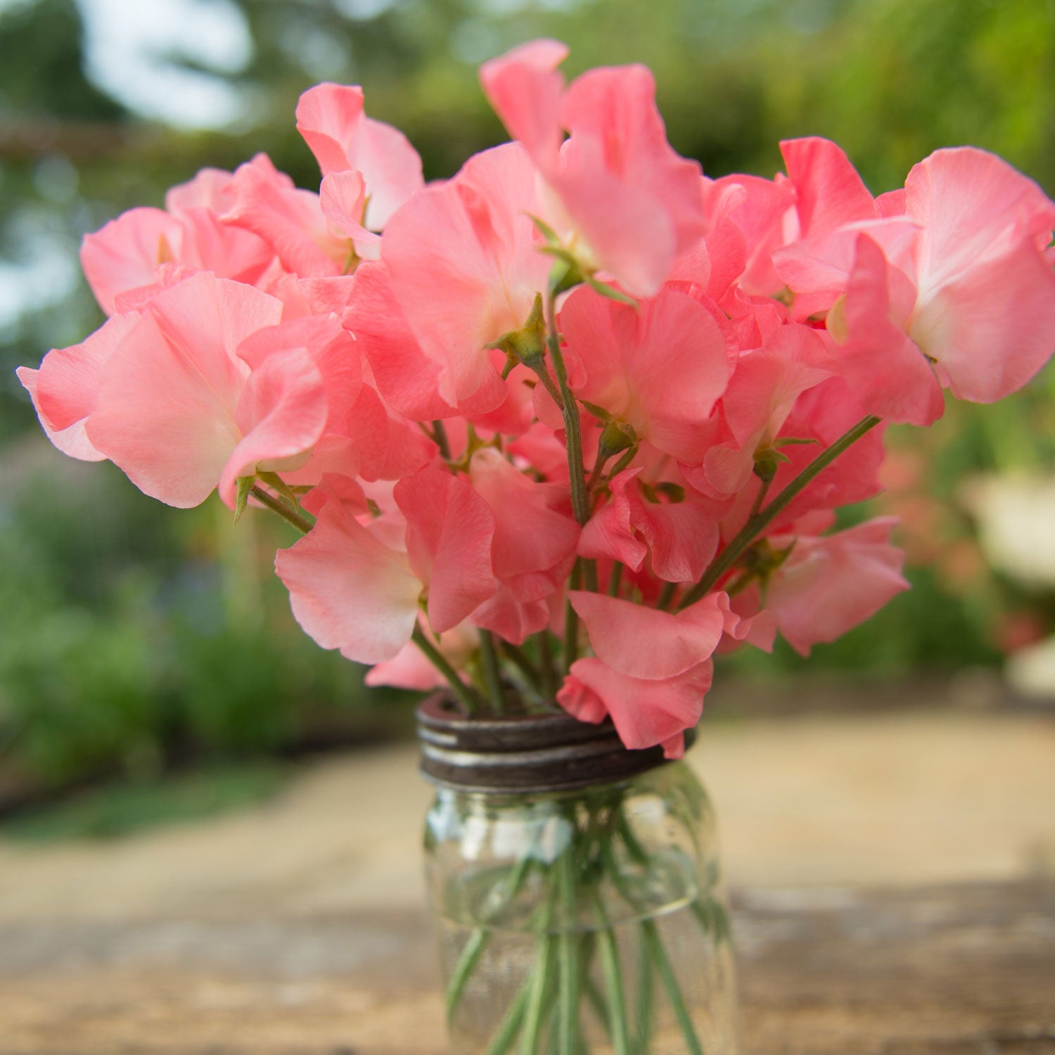 Valerie Harrod Sweet Pea Flowers in a Vase