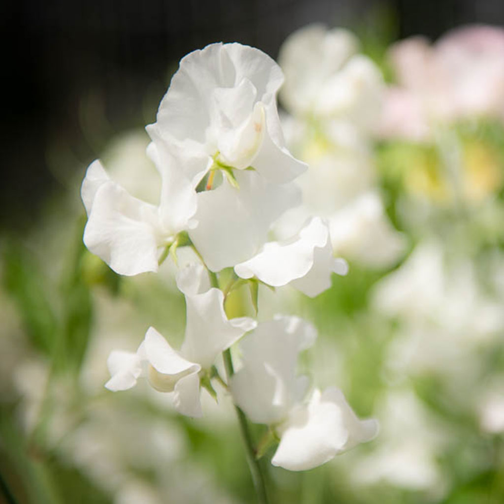 Wild Swan Sweet Pea Flowers