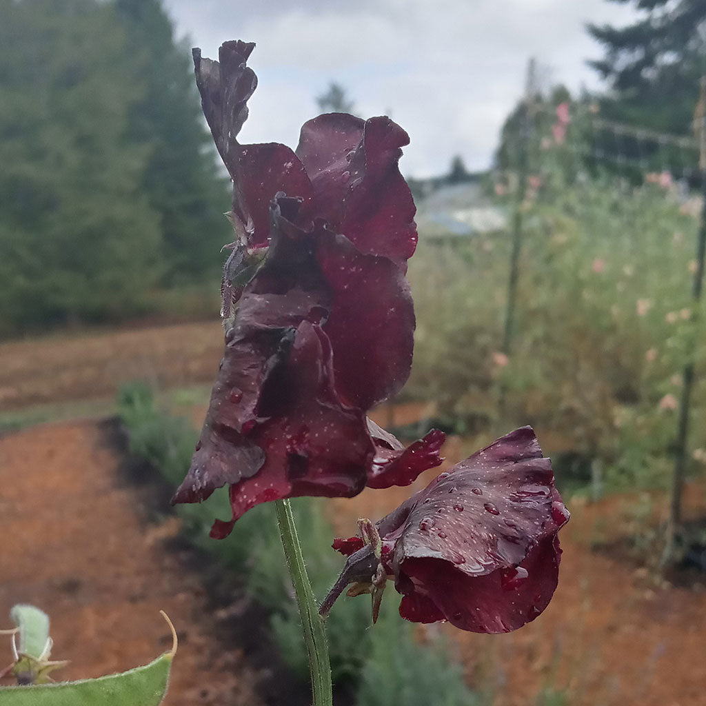 Windsor Sweet Pea Flower