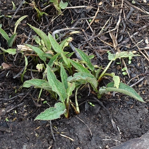 Comfrey Leaves Emerging Early Spring