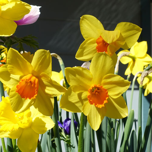 Spring flowering daffodils