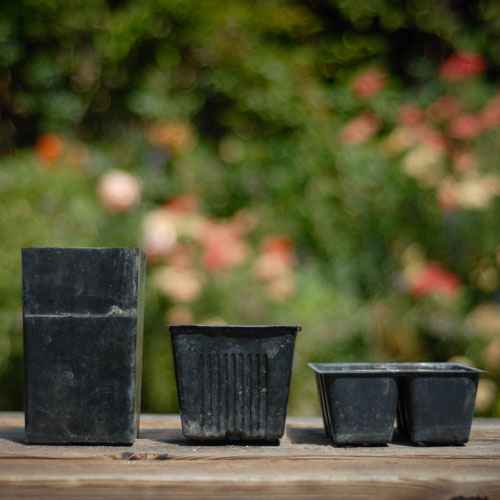Different sizes of pots for growing sweet peas