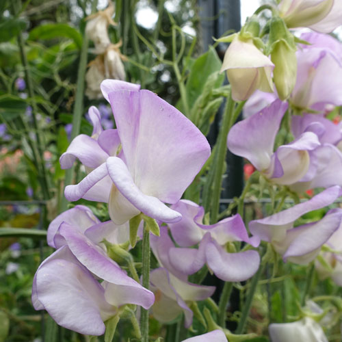 High Scent Sweet Pea