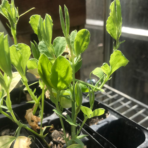 New growth on the sweet pea cuttings